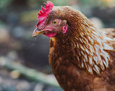 Chicken003